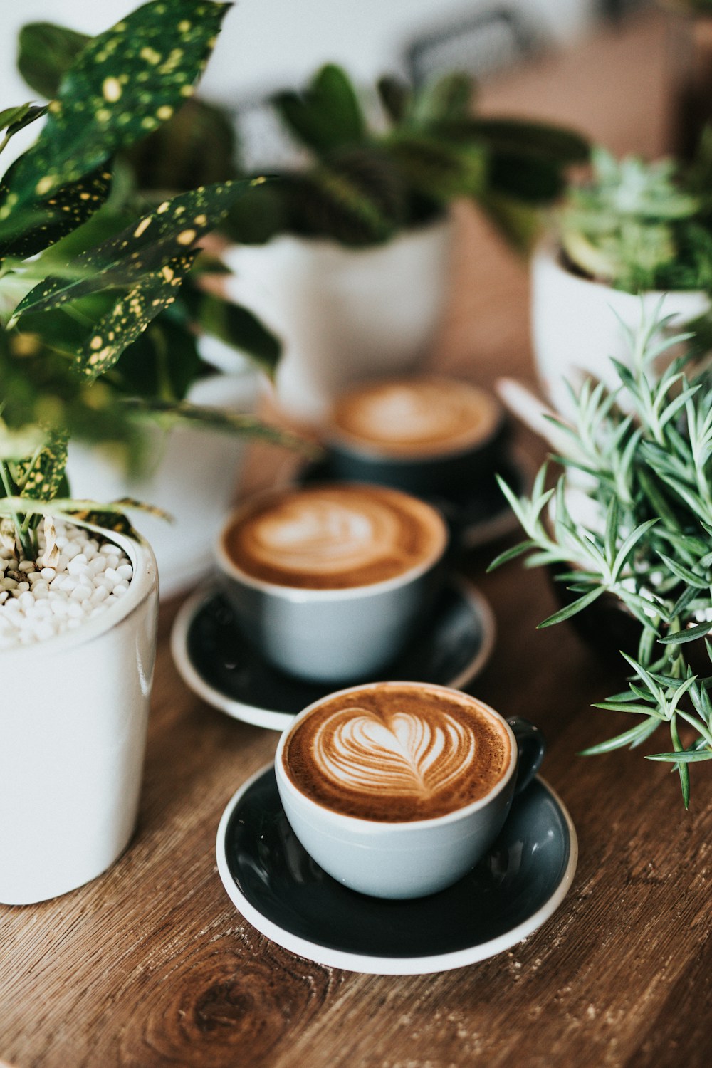 Sanctum on Darby  -  Food & Beverage on Darby Street, Cooks Hill